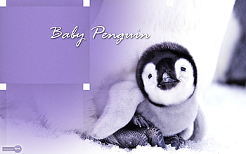 Best Penguin and Backgrounds HD wallpaper