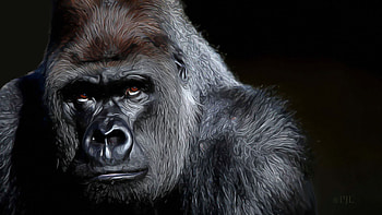 Behind The Eyes., Ape, Mammal, Primate, Gorilla, Artistic HD wallpaper