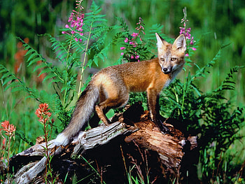 Animals, Flowers, Grass, Fox, Stroll HD wallpaper