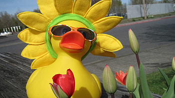 Miscellanea, Miscellaneous, Bird, Duck, Decoration HD wallpaper