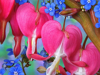 Forget Me Nots, flowers, art HD wallpaper
