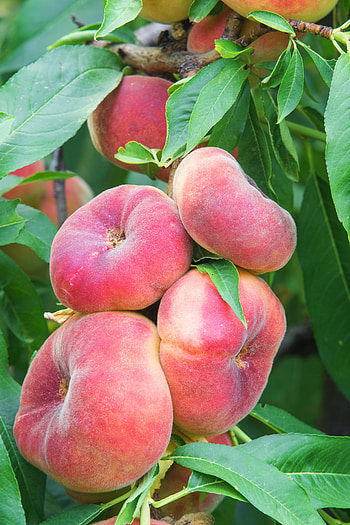 Angel peach plant, Native Australian fruit, Botanical classification, Exquisite beauty HD phone wallpaper