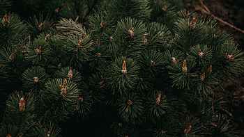 Fir branches, Green needles, Landscape graphy, Nature's illustration HD wallpaper