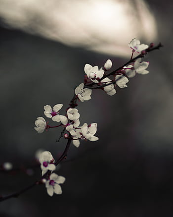 Close-up of delicate cherry blossoms on a branch in muted tones. HD phone wallpaper