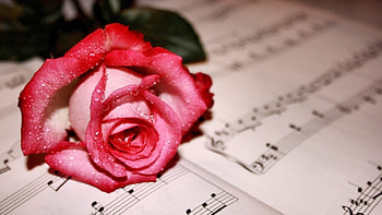 Pink Rose, rose, pink, bloom, flower HD wallpaper