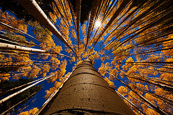 Ants Eye View Tree, ants-eye-view, tree, graphy, nature HD wallpaper