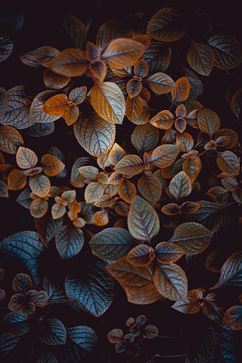 Nature, Leaves, Bush, Plant, Macro, Blur, Smooth, Carved HD phone wallpaper