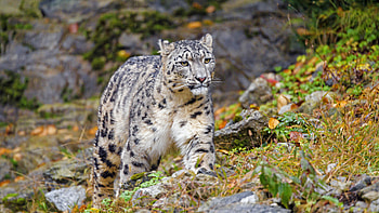 Snow Leopard, Beautiful Irbis, U, walls space HD wallpaper