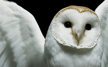 Deftones - Diamond eyes album cover ... HD wallpaper