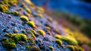 Grass, Macro, Surface, Moss HD wallpaper