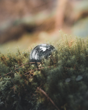 Trees, Grass, Reflection, Miscellanea, Miscellaneous, Ball HD phone wallpaper