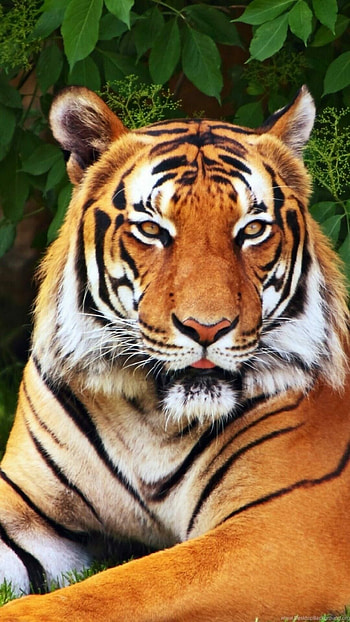 Intriguing tiger , Vibrant backgrounds, Impressive and Android, Stunning visuals HD phone wallpaper