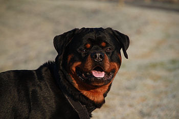 Animals, Dog, Muzzle, Collar, Rottweiler HD wallpaper