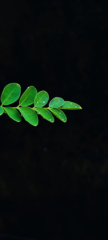 Portrait leaf, art, terrestrial_plant HD phone wallpaper