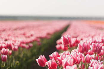 Plants, Landscape, Flowers, Tulips HD wallpaper