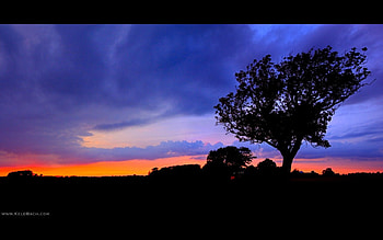 Cold and wet Windy, wet, nature, windy, silhouette HD wallpaper