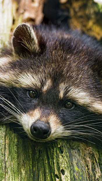 Raccoon Reverie — , Animal, raccoon HD phone wallpaper