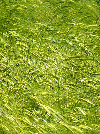 Plants, Nature, Grass, Field, Ears, Spikes, Wind HD phone wallpaper