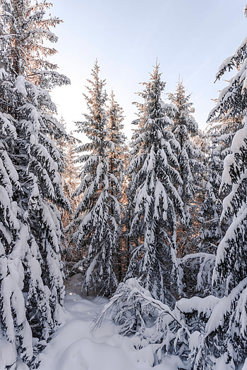 Winter, Nature, Trees, Snow, Fir-Trees, Snow Covered, Snowbound HD phone wallpaper