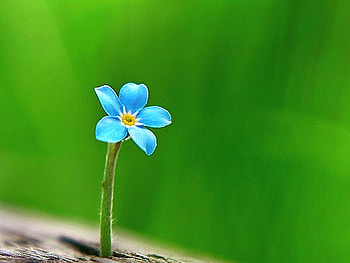 Blue Flower, blue, cool, , flower HD wallpaper
