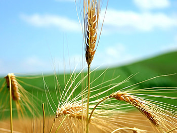 Plants, Wheat HD wallpaper