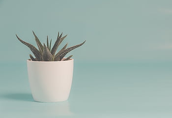 A close-up of a succulent plant in a white pot against a soft blue background. HD wallpaper