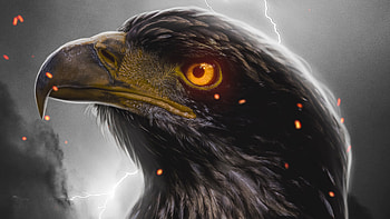 Eagle Orange Eye , eagle, birds HD wallpaper
