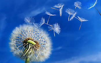 Plants, Flowers, Dandelions HD wallpaper
