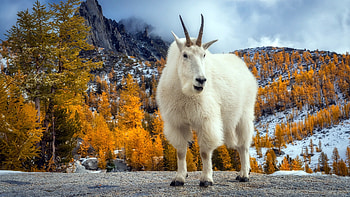 Goat, Graceful presence, Serene demeanor, Fantastic creature HD wallpaper