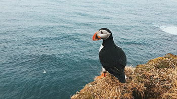 Animals, Bird, Break, Precipice, Is Sitting, Sits, Toucan HD wallpaper