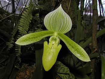 Exotic Beauty, green, orchids, flower HD wallpaper