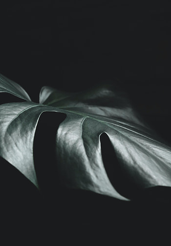 Plant, Macro, Dark, Leaflet HD phone wallpaper