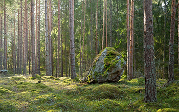 Forest near Stockholm, trees, Sweden, nature, forest HD wallpaper