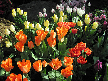 Spring perfume day 02, Orange, graphy, garden, Pink, purple, Tulips, green, yellow, Flowers HD wallpaper