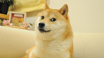 Doge Doge HD wallpaper