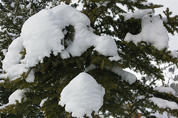 Snow on trees; Teton Village, Wyoming, Tourism, Snow, Trees, Scenic HD wallpaper