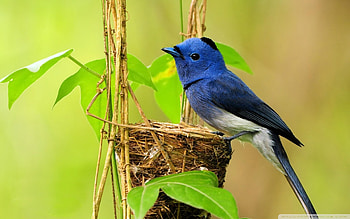 Black-naped monarch, Birds HD wallpaper
