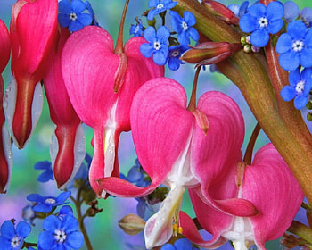 Pink Delights., wonderful, a, of HD wallpaper