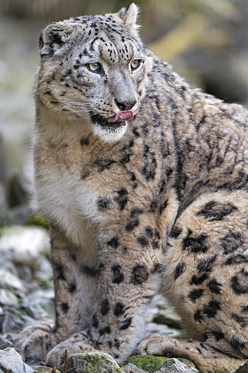 Animals, Snow Leopard, Predator, Big Cat, Protruding Tongue, Tongue Stuck Out HD phone wallpaper