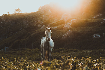 Animals, Grass, Stones, Sunlight, Horse HD wallpaper