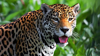 Animals, Jaguar, Muzzle, Predator, Sight, Opinion HD wallpaper