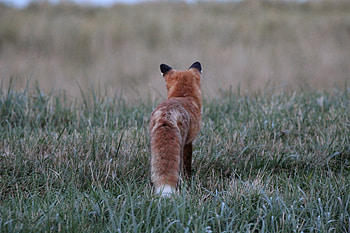 Animals, Grass, Fox, Fluffy HD wallpaper