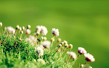 Green Valley, nature, green HD wallpaper