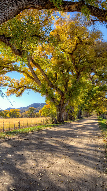 tree , Michelle Thompson's post, Stunning nature, High definition HD phone wallpaper