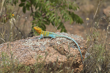 Animals, Multicolored, Motley, Stains, Spots, Lizard, Reptile HD wallpaper