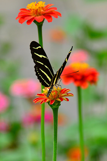 Animals, Flower, Macro, Petals, Pattern, Butterfly, Wings HD phone wallpaper