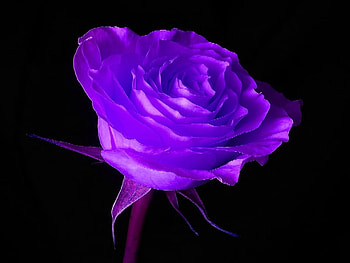 MY LOVELY PURPLE FLOWER, nature, wild, life, beauty HD wallpaper