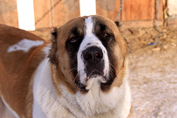 Alabai, Alabai Hund, Dog muzzle, Hund 701 HD wallpaper