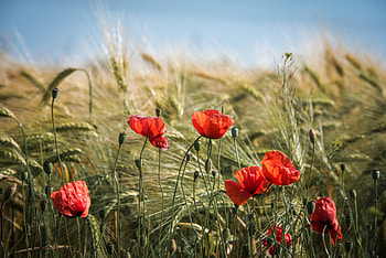 Summer, red poppy, flowers, plants, meadow HD wallpaper