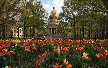 Spring in America, trees, tulips, America, spring HD wallpaper